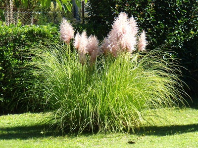 Trawa pampasowa (Cortaderia selloana) z puszystymi, jasnoróżowymi kwiatostanami rosnąca w ogrodzie